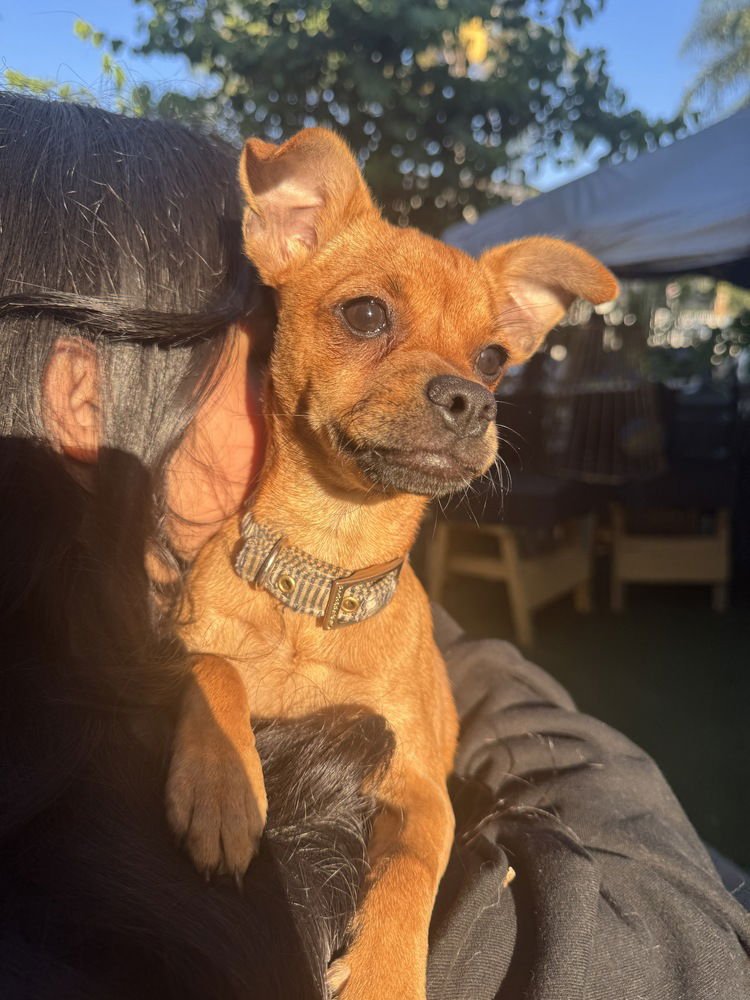 GINGER (PENDING ADOPTION) KY - Chihuahua available for adoption