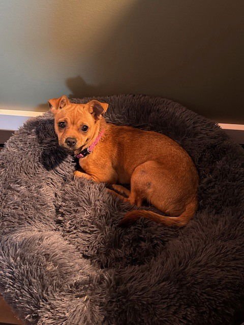 GINGER (PENDING ADOPTION) KY - Chihuahua available for adoption