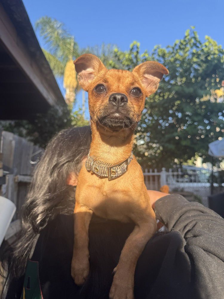 GINGER (Pending Adoption) ky - Photo 3