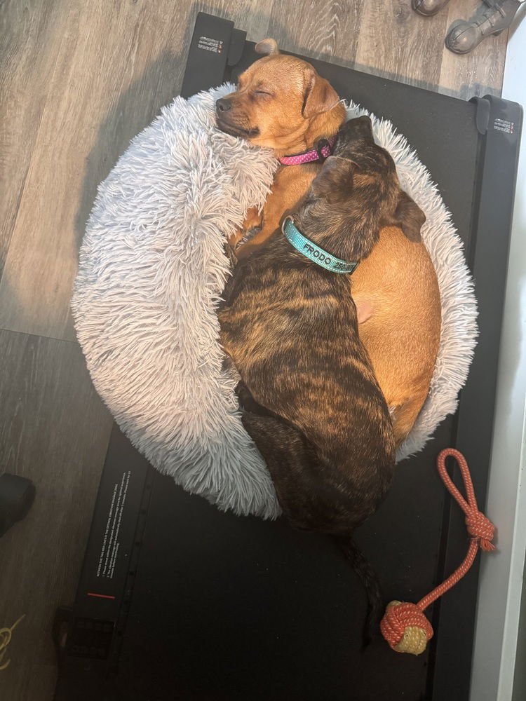 GINGER (Pending Adoption) ky - Photo 4