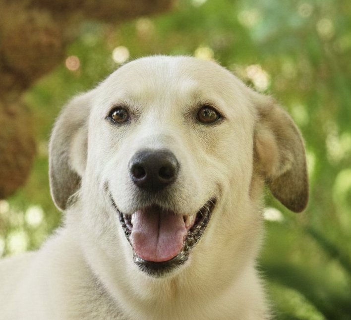 GILAS (MID-EAST) MA - Labrador Retriever / Beagle available for adoption