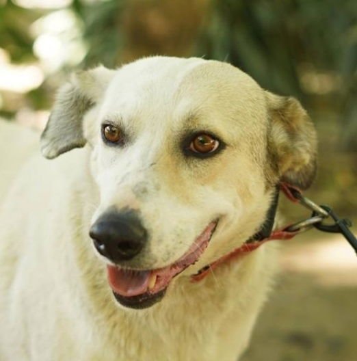 GILAS (MID-EAST) MA - Labrador Retriever / Beagle available for adoption