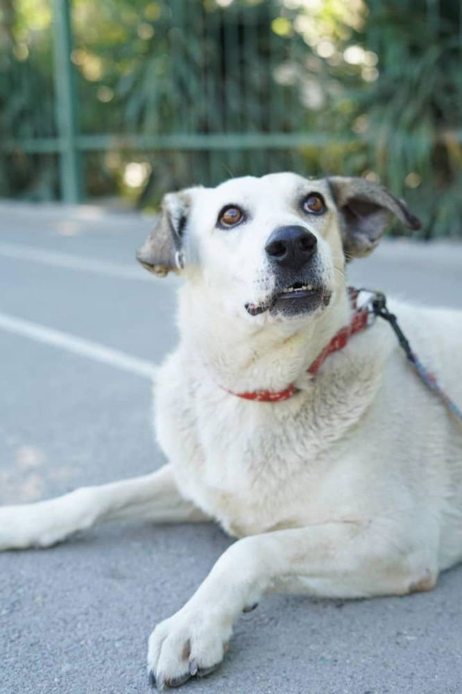 GILAS (Mid-East) ma - Photo 3