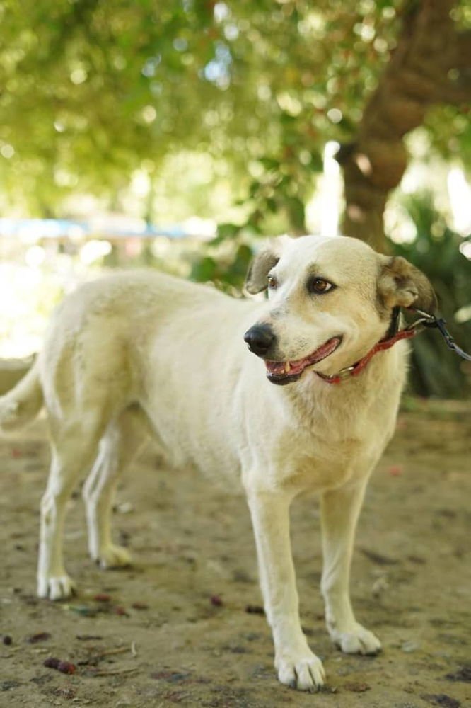 GILAS (Mid-East) ma - Photo 4