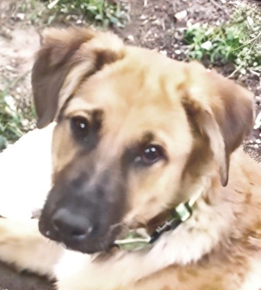 MINT (MID EAST) YO - Shepherd available for adoption