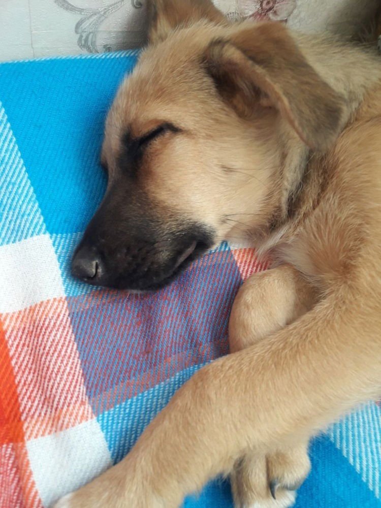 MINT (MID EAST) YO - Shepherd available for adoption