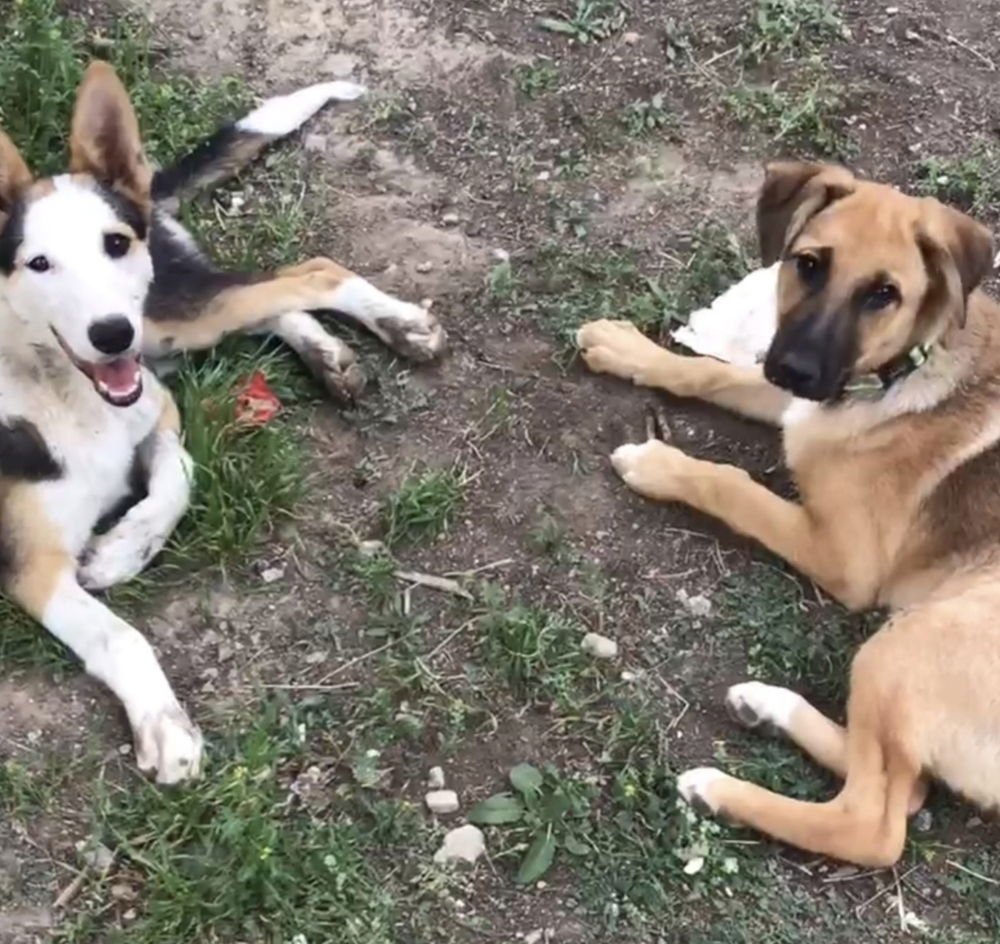 MINT (Mid East) yo - Photo 4