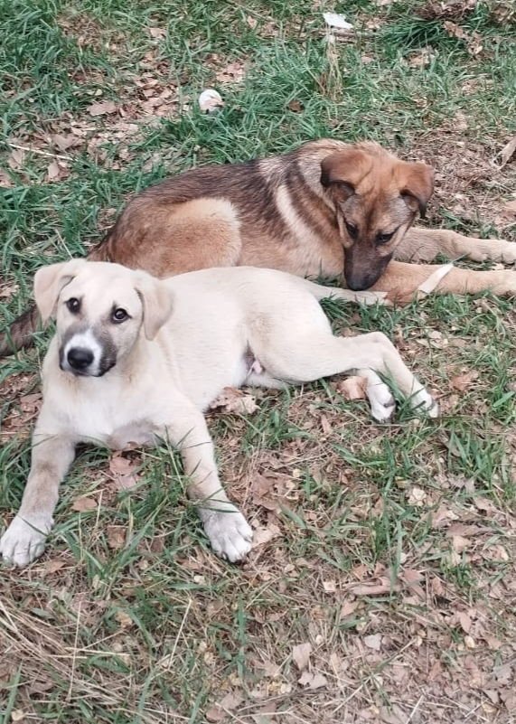 REMY (MIDDLE EAST) MA - Labrador Retriever / Anatolian Shepherd available for adoption