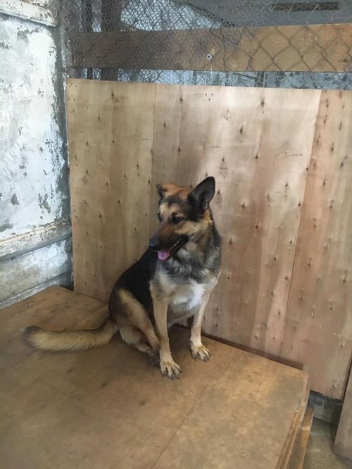PHOENIX (MID-EAST) KP/KT - German Shepherd Dog available for adoption