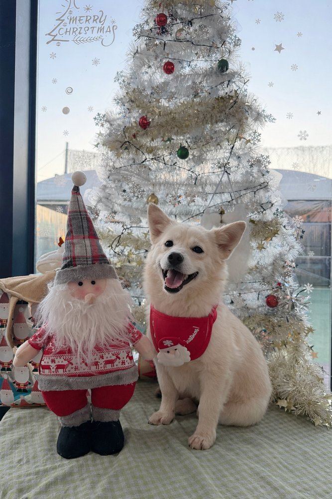 GROOT (S. KOREA) HZ *PENDING ADOPT* - Jindo (Korean) / Spitz available for adoption