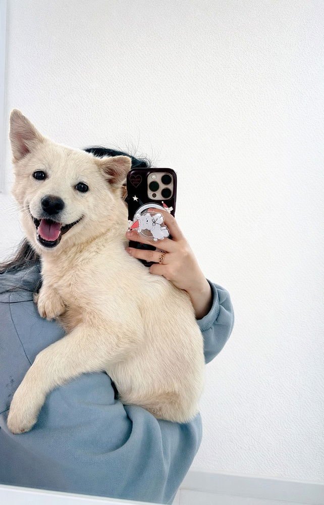 Groot (S. Korea) HZ *Pending Adopt* - Photo 4