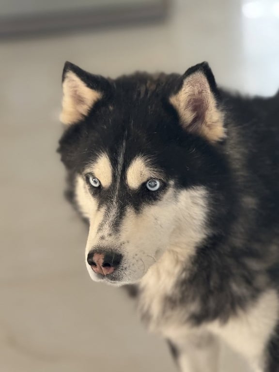 HANI (Mid-East) yo - Blind Image