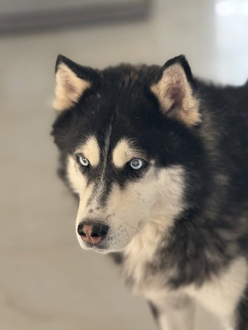 HANI (MID-EAST) YO - BLIND - Siberian Husky available for adoption