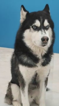 HANI (Mid-East) yo - Blind - Photo 3