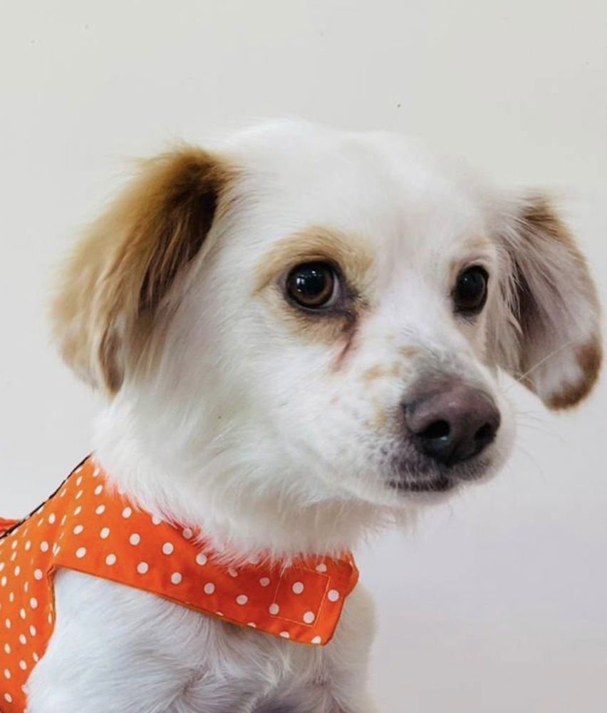 POONEH (MID-EAST) HZ - Spitz / Spaniel available for adoption