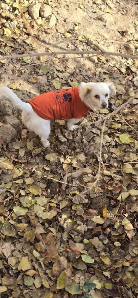 Pooneh (Mid-East) hz - Photo 3