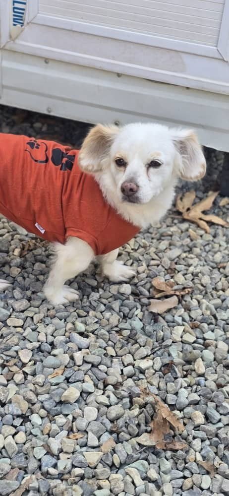 Pooneh (Mid-East) hz - Photo 4