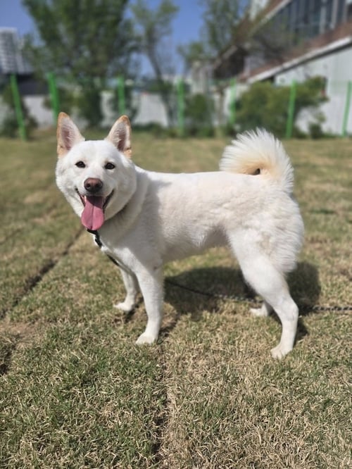 SUNNY (KOREA) LP - Jindo (Korean) available for adoption