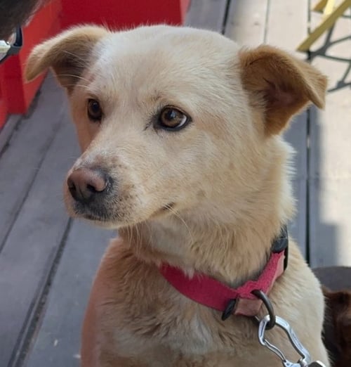RABBIT (S. KOREA) AS - Jindo (Korean) / Spitz available for adoption