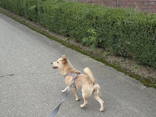 RABBIT (S. KOREA) AS - Jindo (Korean) / Spitz available for adoption