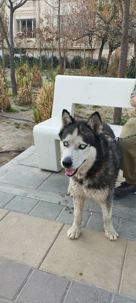 RANGO (Mid-East) ma - Photo 4