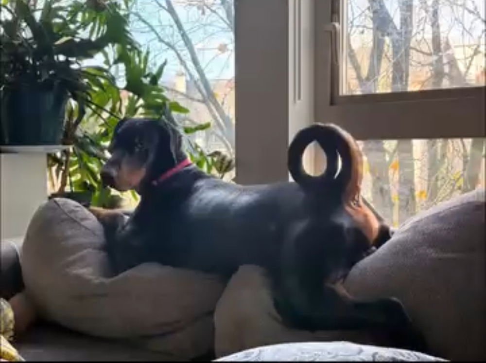 REXY (LOCAL) HZ/SF - Doberman Pinscher available for adoption