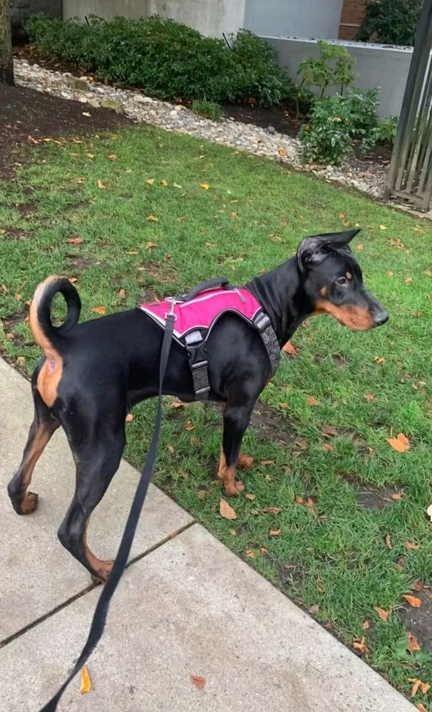 REXY (LOCAL) HZ/SF - Doberman Pinscher available for adoption
