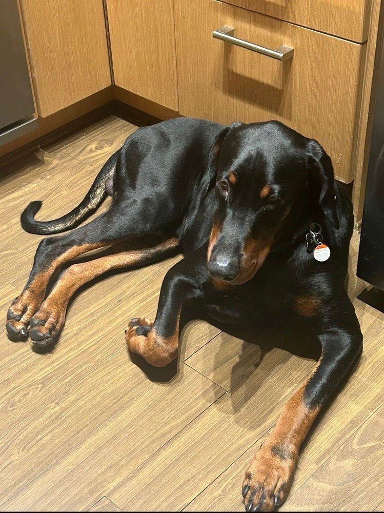 Rexy (Local) HZ/SF - Photo 3