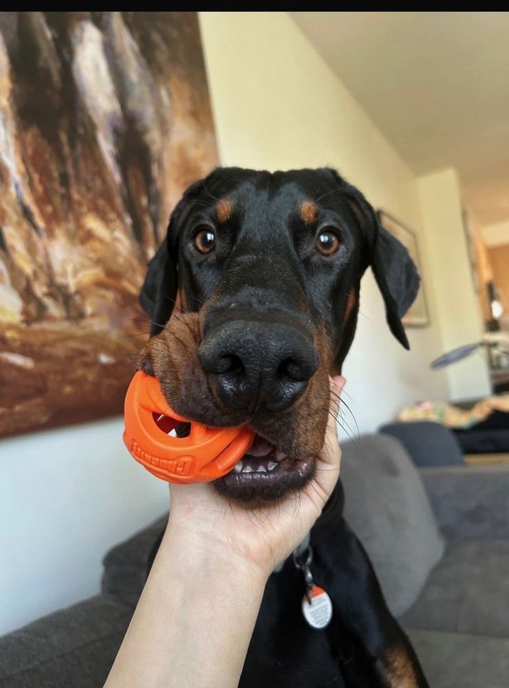 Rexy (Local) HZ/SF - Photo 4