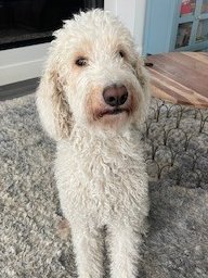 PENNY - LOCAL (PENDING ADOPTION) - KY