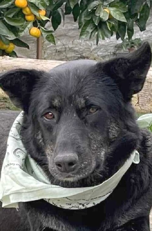 TOODLES (REP OF GEORGIA) KT - Golden Retriever / Labrador Retriever available for adoption