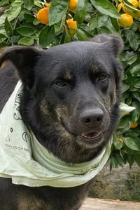 TOODLES (Rep of Georgia) kt - Photo 2