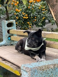 TOODLES (Rep of Georgia) kt - Photo 3