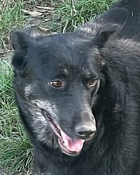 TOODLES (Rep of Georgia) kt - Photo 4