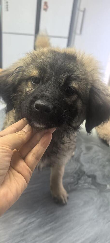 TWINKLES - (CHINA) - CAN FLY SOON - SF - Terrier available for adoption