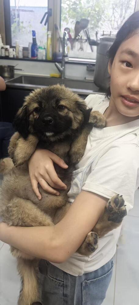 TWINKLES - (CHINA) - CAN FLY SOON - SF - Terrier available for adoption