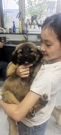 Twinkles - (China) - can fly soon - sf - Photo 3