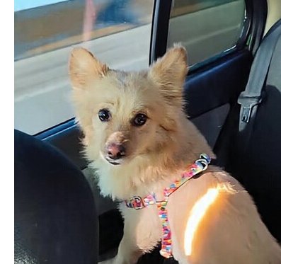 JAMBO (MID-EAST) MA - Pomeranian available for adoption