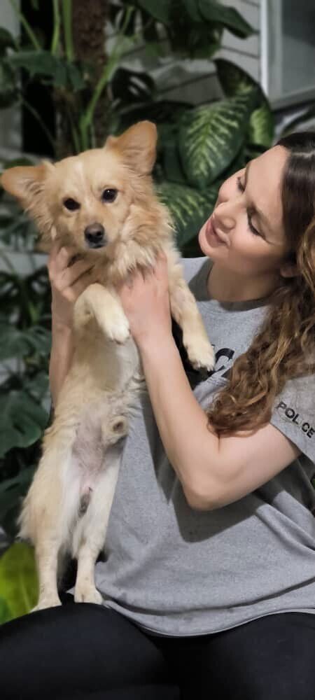 JAMBO (MID-EAST) MA - Pomeranian available for adoption