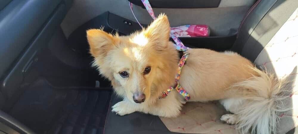 Jambo (Mid-East) ma - Photo 4