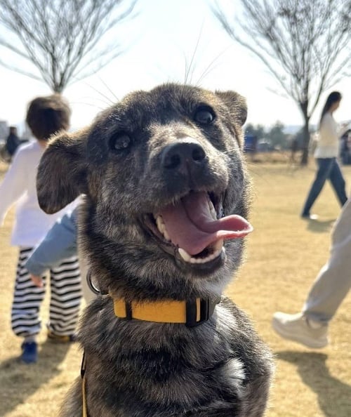 MIRAE (LOCAL) VANCOUVER HZ - Jindo (Korean) available for adoption
