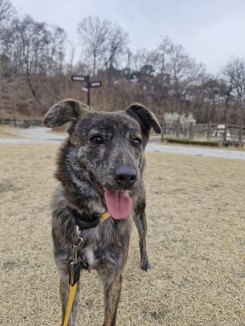 MIRAE (LOCAL) VANCOUVER HZ - Jindo (Korean) available for adoption