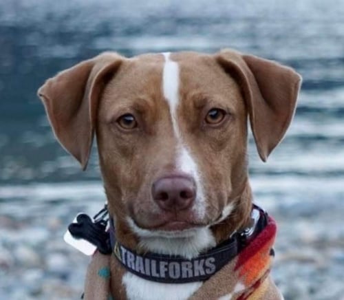 SCOUT (COURTESY POST) ABBOTSFORD - Spaniel / Chihuahua available for adoption