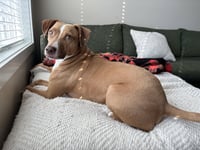 SCOUT (Courtesy Post) Abbotsford - Photo 3