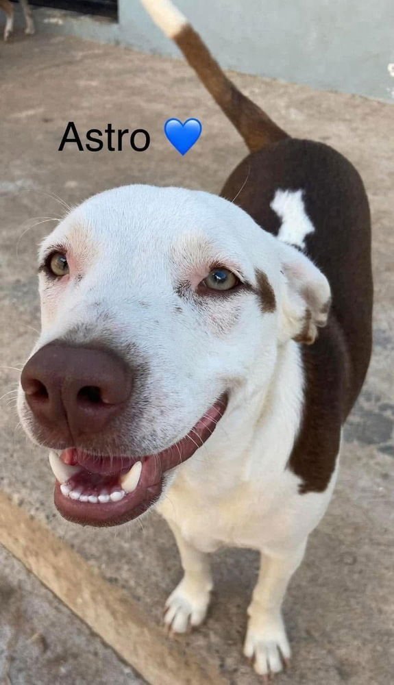 ASTRO (MEXICO) YO - Terrier / Catahoula Leopard Dog available for adoption