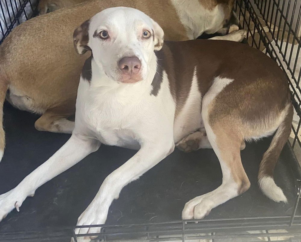 ASTRO (MEXICO) YO - Terrier / Catahoula Leopard Dog available for adoption