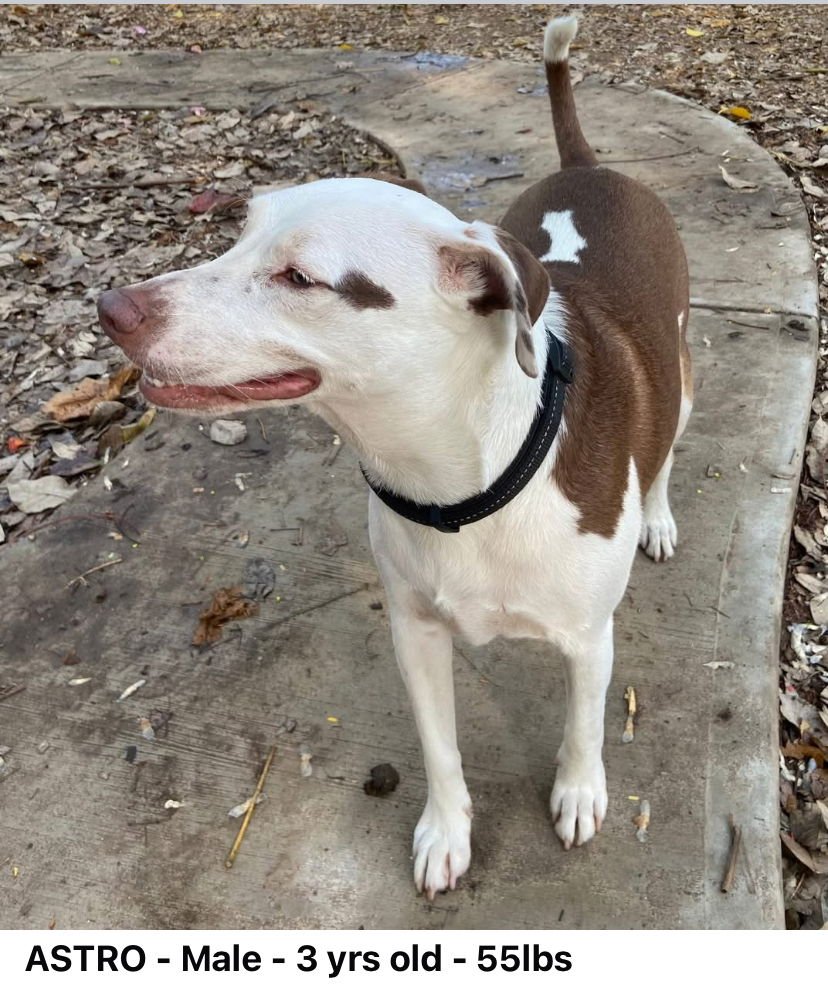 ASTRO (Mexico) yo - Photo 3