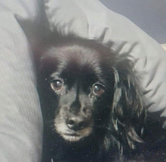 YAEGER - LOCAL - SF - Spitz available for adoption