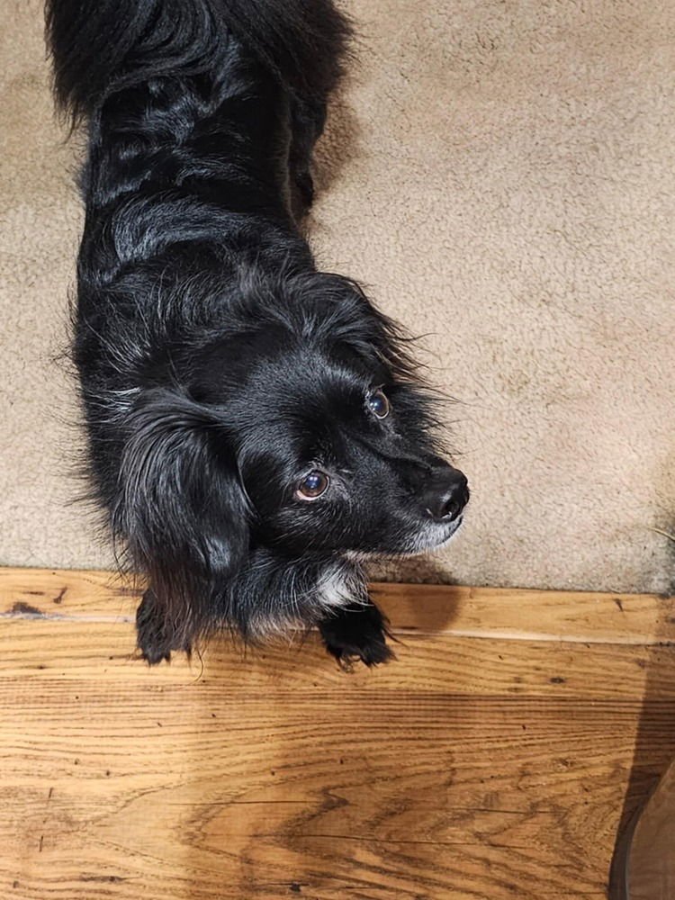 YAEGER - LOCAL - SF - Spitz available for adoption