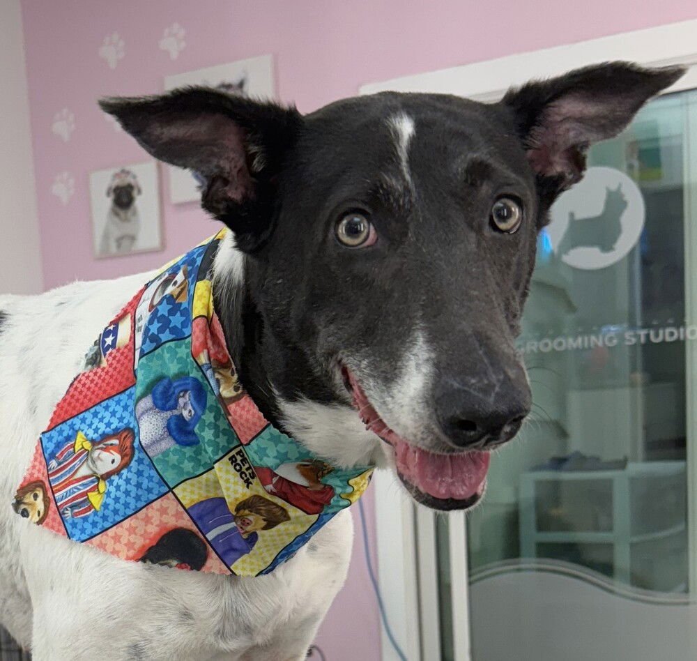 LOBA (LOCAL ) YO - Australian Cattle Dog/Blue Heeler / Greyhound available for adoption